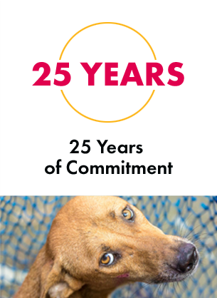 Lonely dog sadly looking up at the camera. 25 Years of Commitment